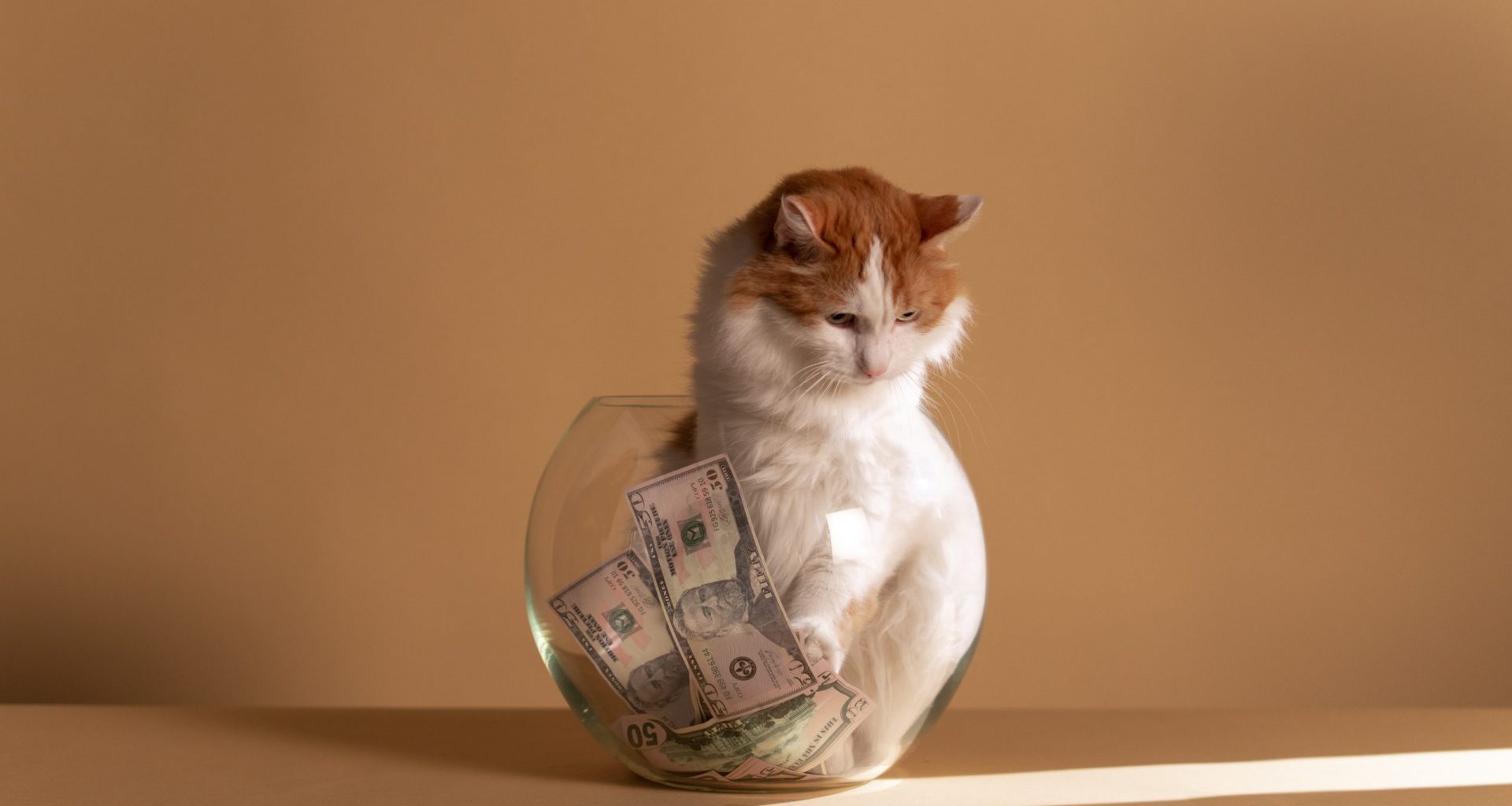 white-and-brown-cat-on-clear-fish-bowl